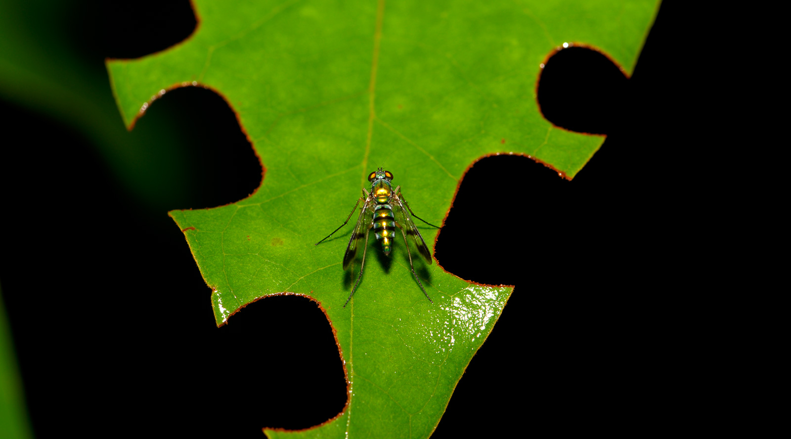 Condylostylus patibulatus [105 mm, 1/60 Sek. bei f / 11, ISO 100]